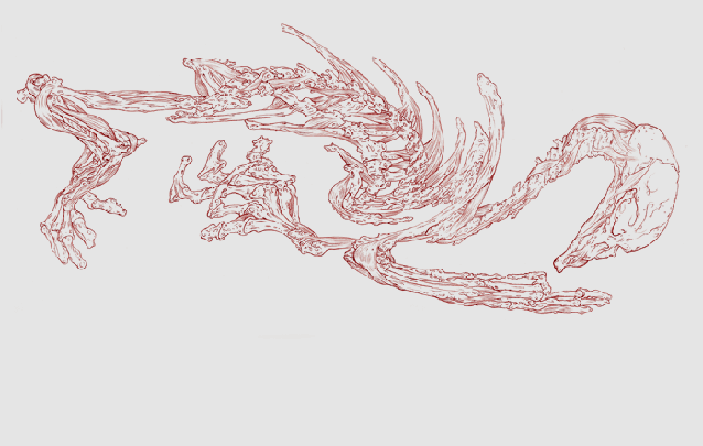 Fetal&nbsp;Skeleton&nbsp;I